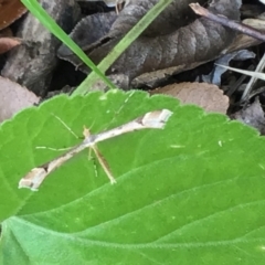 Sinpunctiptilia emissalis at McKellar, ACT - 23 Jan 2022