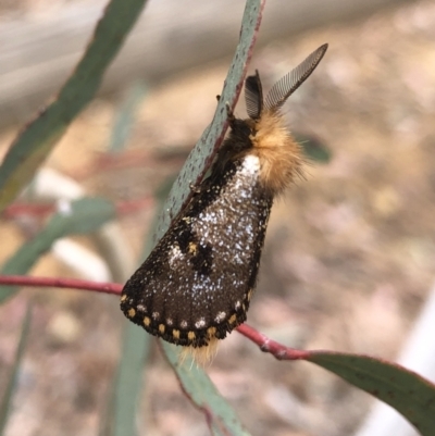 Epicoma contristis (Yellow-spotted Epicoma Moth) at Mitchell, ACT - 23 Jan 2022 by Dan
