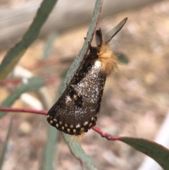 Epicoma contristis (Yellow-spotted Epicoma Moth) at Mitchell, ACT - 23 Jan 2022 by Dan