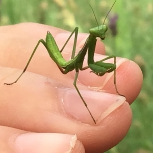 Mantodea (order) at McKellar, ACT - suppressed