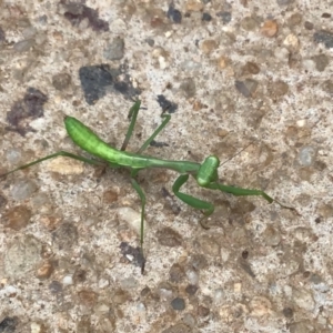 Mantodea (order) at McKellar, ACT - suppressed