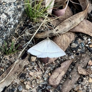 Epidesmia hypenaria at Aranda, ACT - 22 Jan 2022 06:31 PM