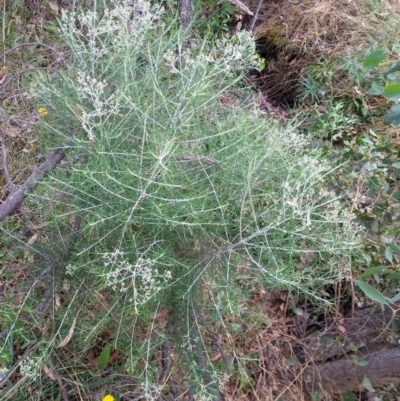 Cassinia quinquefaria (Rosemary Cassinia) at MTR591 at Gundaroo - 23 Jan 2022 by MaartjeSevenster