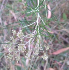 Cassinia quinquefaria at Gundaroo, NSW - 23 Jan 2022