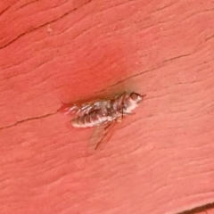 Unidentified True fly (Diptera) (TBC) at GG182 - 23 Jan 2022 by KMcCue