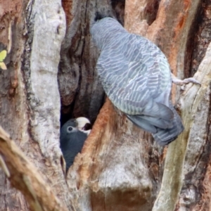 Callocephalon fimbriatum at Hughes, ACT - 23 Jan 2022