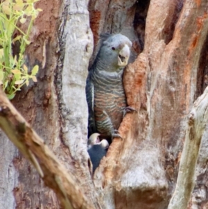 Callocephalon fimbriatum at Hughes, ACT - 23 Jan 2022