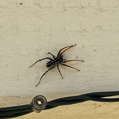 Nyssus coloripes (Spotted Ground Swift Spider) at Jerrabomberra, NSW - 23 Jan 2022 by SteveBorkowskis