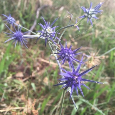 Eryngium ovinum (Blue Devil) at Cook, ACT - 23 Jan 2022 by dgb900