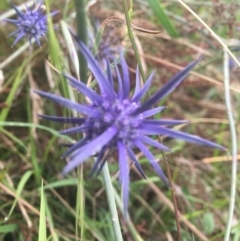 Eryngium ovinum at Cook, ACT - 23 Jan 2022