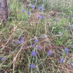 Eryngium ovinum at Cook, ACT - 23 Jan 2022