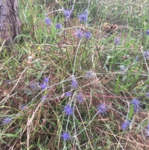 Eryngium ovinum at Cook, ACT - 23 Jan 2022