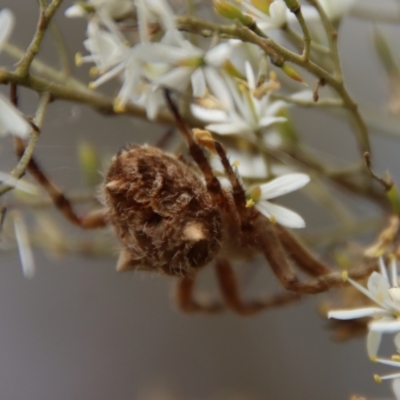 Backobourkia (genus) (An orb weaver) at Deakin, ACT - 23 Jan 2022 by LisaH