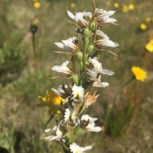 Paraprasophyllum candidum at Yarrangobilly, NSW - 3 Jan 2022