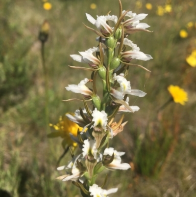 Prasophyllum candidum (Kiandra Leek Orchid) at Yarrangobilly, NSW - 2 Jan 2022 by dgb900