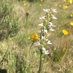 Paraprasophyllum candidum at Yarrangobilly, NSW - 3 Jan 2022