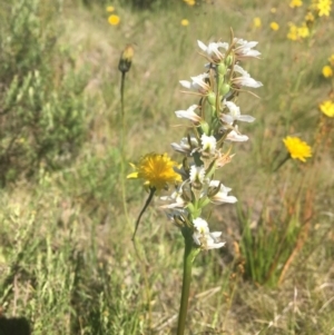 Paraprasophyllum candidum at Yarrangobilly, NSW - 3 Jan 2022