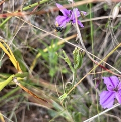 Lasioglossum (Chilalictus) sp. (genus & subgenus) (Halictid bee) at Percival Hill - 23 Jan 2022 by Wendyp5