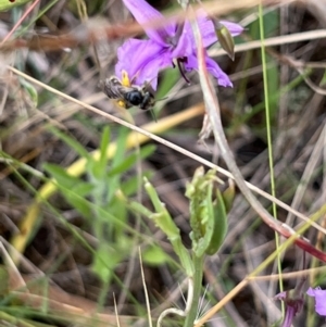 Lasioglossum (Chilalictus) sp. (genus & subgenus) at Nicholls, ACT - 23 Jan 2022