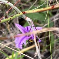 Lasioglossum (Chilalictus) sp. (genus & subgenus) at Nicholls, ACT - 23 Jan 2022