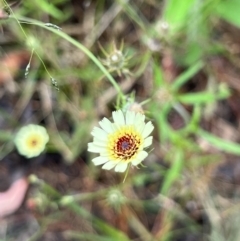 Tolpis barbata (Yellow Hawkweed) at Bruce, ACT - 18 Jan 2022 by Wendyp5