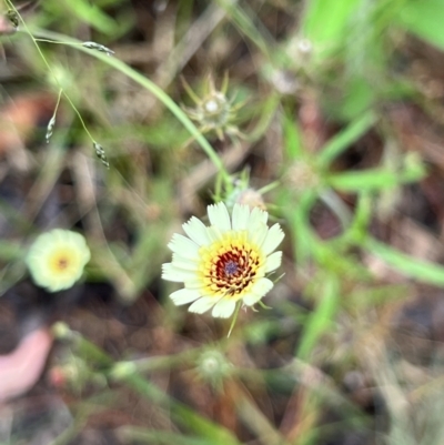 Tolpis barbata (Yellow Hawkweed) at Bruce Ridge to Gossan Hill - 17 Jan 2022 by Wendyp5