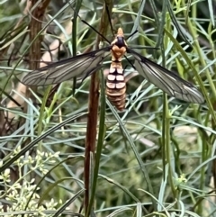 Leptotarsus (Leptotarsus) clavatus (A crane fly) at Bruce, ACT - 18 Jan 2022 by Wendyp5