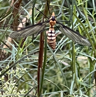 Leptotarsus (Leptotarsus) clavatus (A crane fly) at Gossan Hill - 17 Jan 2022 by Wendyp5