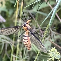 Leptotarsus (Leptotarsus) clavatus at Bruce, ACT - 18 Jan 2022