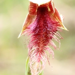 Calochilus gracillimus (Late Beard Orchid) at High Range - 22 Jan 2022 by Snowflake