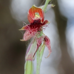 Calochilus gracillimus at High Range, NSW - suppressed