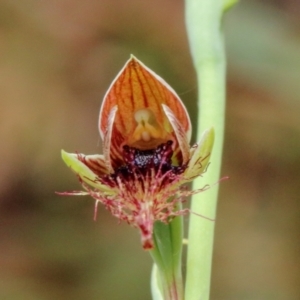 Calochilus gracillimus at High Range, NSW - 22 Jan 2022