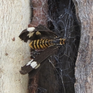 Nyctemera amicus at Hawker, ACT - 23 Jan 2022 10:20 AM