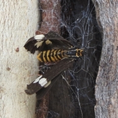 Nyctemera amicus (Senecio Moth, Magpie Moth, Cineraria Moth) at The Pinnacle - 22 Jan 2022 by sangio7