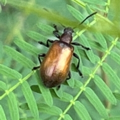 Ecnolagria grandis (Honeybrown beetle) at Nicholls, ACT - 22 Jan 2022 by Wendyp5