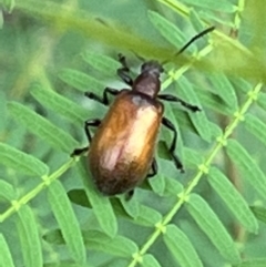 Ecnolagria grandis (Honeybrown beetle) at Percival Hill - 23 Jan 2022 by Wendyp5