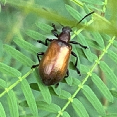 Ecnolagria grandis (Honeybrown beetle) at Nicholls, ACT - 23 Jan 2022 by Wendyp5