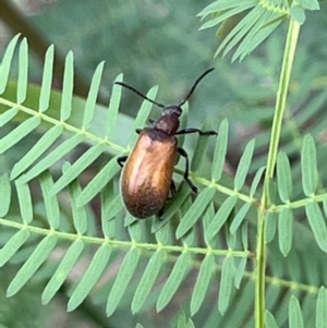 Ecnolagria grandis at Nicholls, ACT - 23 Jan 2022 08:58 AM