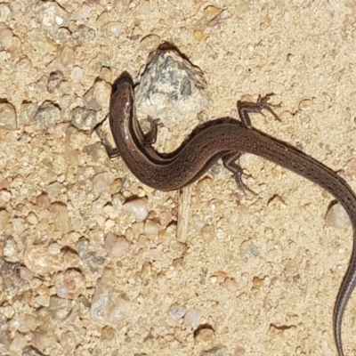 Menetia greyii (Grey's Skink) at Cooleman Ridge - 27 Oct 2021 by Cpiiroinen