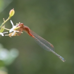 Xanthagrion erythroneurum (Red & Blue Damsel) at Red Hill Nature Reserve - 23 Jan 2022 by LisaH