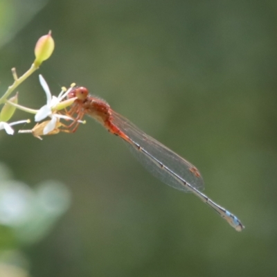 Xanthagrion erythroneurum (Red & Blue Damsel) at Red Hill Nature Reserve - 23 Jan 2022 by LisaH