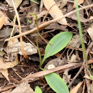 Chiloglottis seminuda at suppressed - 22 Jan 2022