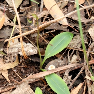 Chiloglottis seminuda (Turtle Orchid) at High Range - 22 Jan 2022 by Snowflake