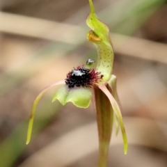 Chiloglottis seminuda at suppressed - 22 Jan 2022