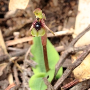 Chiloglottis seminuda at suppressed - 22 Jan 2022