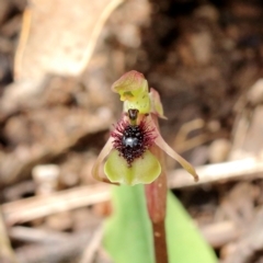 Chiloglottis seminuda at suppressed - suppressed