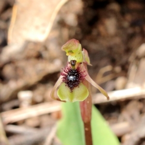 Chiloglottis seminuda at suppressed - 22 Jan 2022