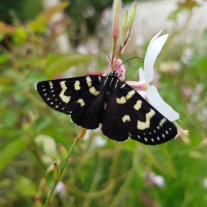 Phalaenoides tristifica at Kambah, ACT - 23 Jan 2022