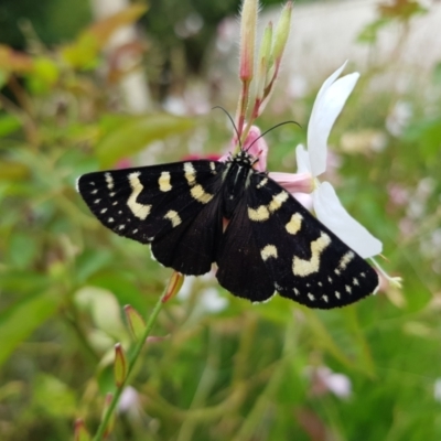 Phalaenoides tristifica (Willow-herb Day-moth) at Kambah, ACT - 23 Jan 2022 by MatthewFrawley