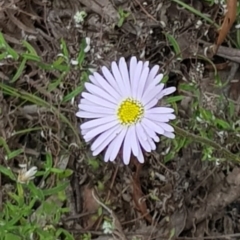 Brachyscome sp. (Cut-leaf Daisy) at Cooleman Ridge - 2 Dec 2021 by Cpiiroinen